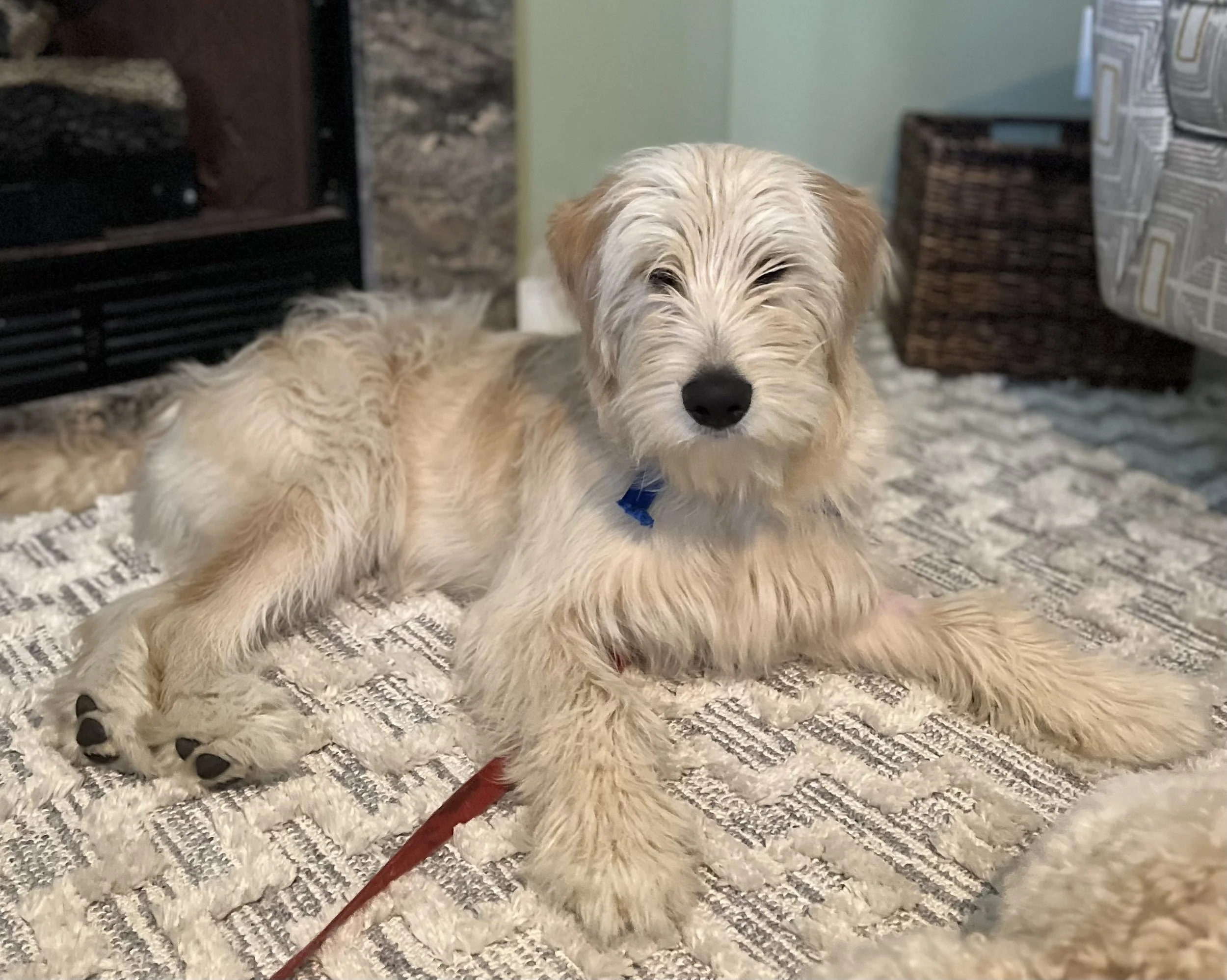 Neuse River Golden Retriever Rescue